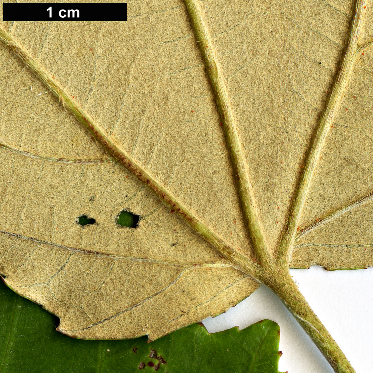 High resolution image: Family: Rosaceae - Genus: Rubus - Taxon: henryi - SpeciesSub: var. sozostylus